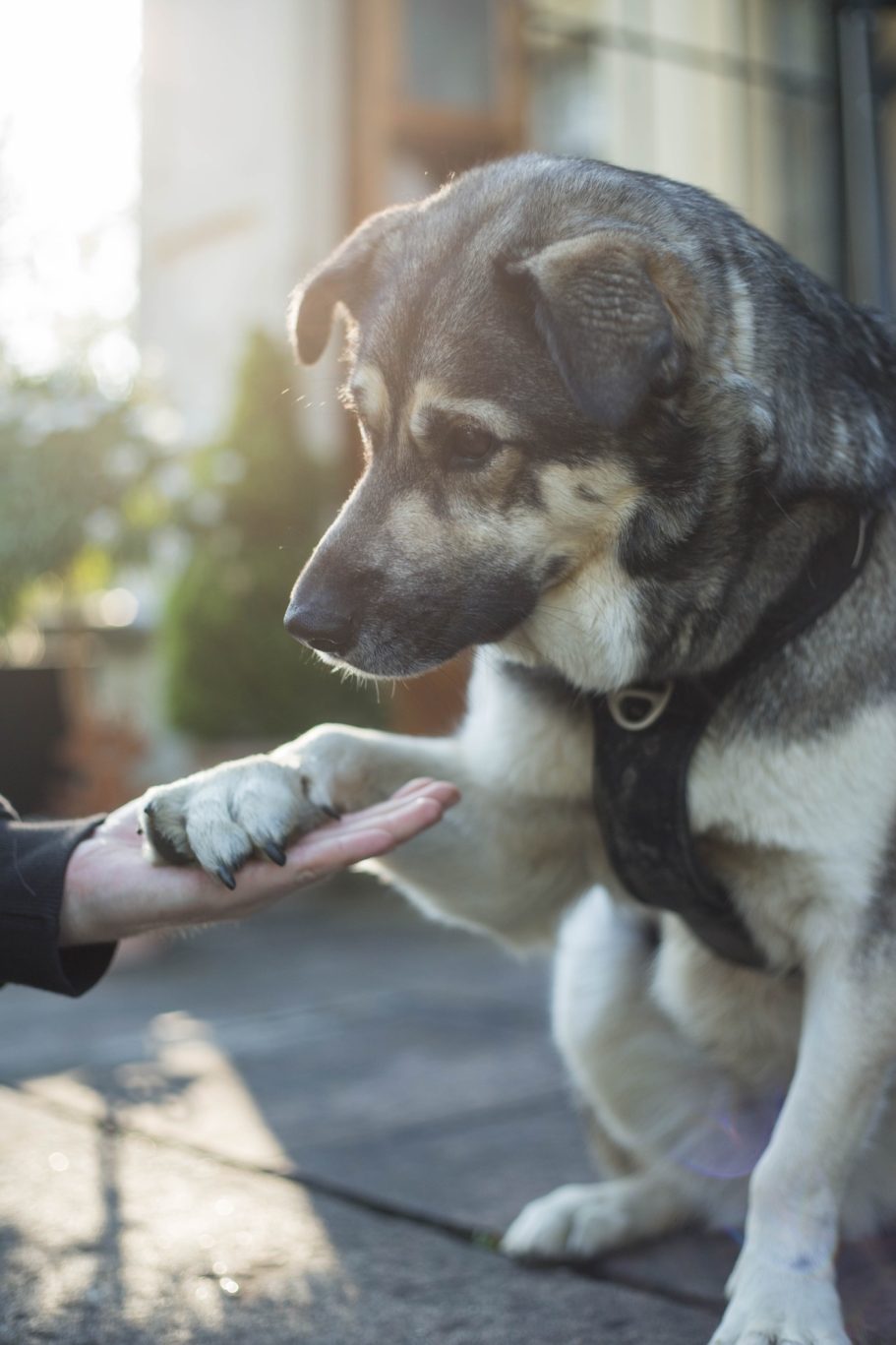 Manuelle Therapie Hund Mobile Tierphysiotherapie Therapieangebote Mobile Tierphysiotherapie Jillian Bone in Ostfriesland