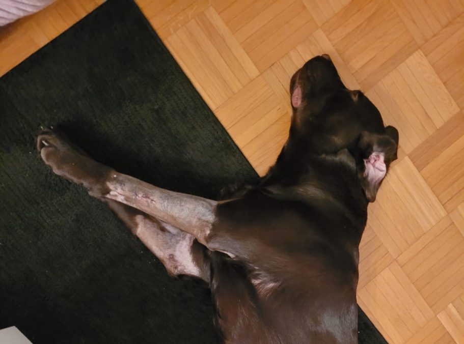 Therapieangebote Mobile Tierphysiotherapie Jillian Bone in Ostfriesland Therapieangebote Mobile Tierphysiotherapie Jillian Bone in Ostfriesland