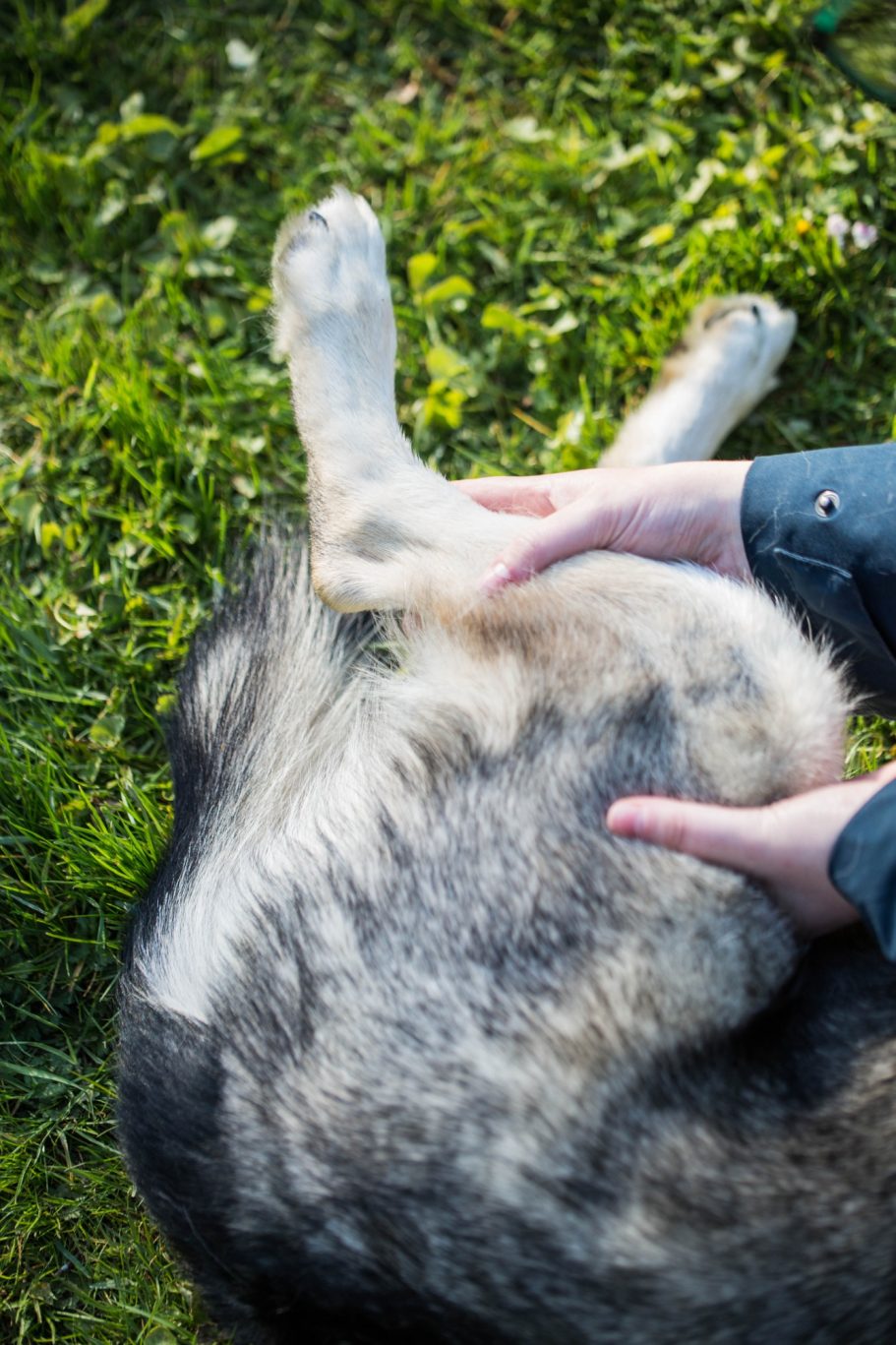 Manuelle Therapie Hund Mobile Tierphysiotherapie Jillian Bone Therapieangebote Mobile Tierphysiotherapie Jillian Bone in Ostfriesland