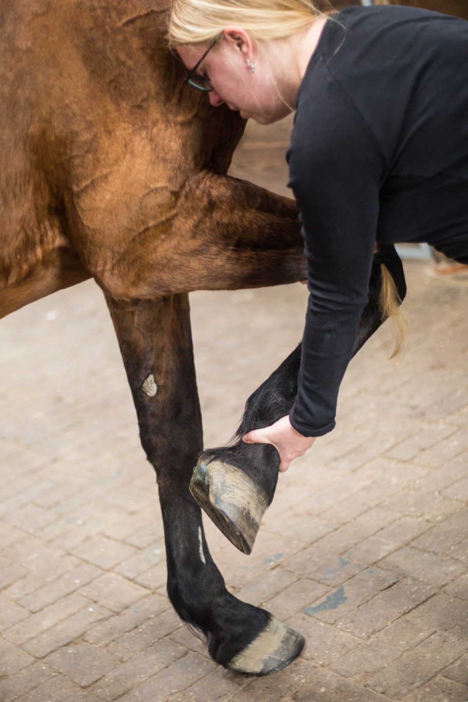Manuelle Therapie Pferd Mobile Tierphysiotherapie Jillian Bone Therapieangebote Mobile Tierphysiotherapie Jillian Bone in Ostfriesland