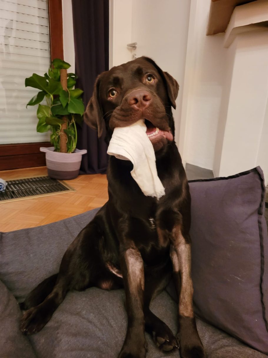 Therapieangebote Mobile Tierphysiotherapie Jillian Bone in Ostfriesland Therapieangebote Mobile Tierphysiotherapie Jillian Bone in Ostfriesland