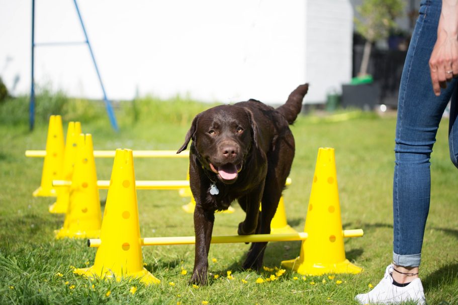 Therapieangebote Mobile Tierphysiotherapie Jillian Bone in Ostfriesland Therapieangebote Mobile Tierphysiotherapie Jillian Bone in Ostfriesland