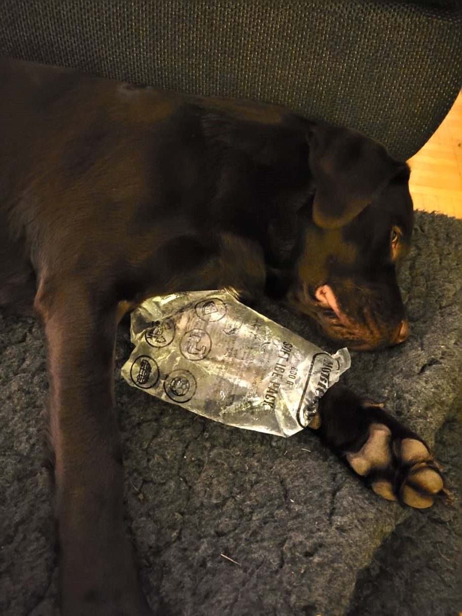 Therapieangebote Mobile Tierphysiotherapie Jillian Bone in Ostfriesland Therapieangebote Mobile Tierphysiotherapie Jillian Bone in Ostfriesland