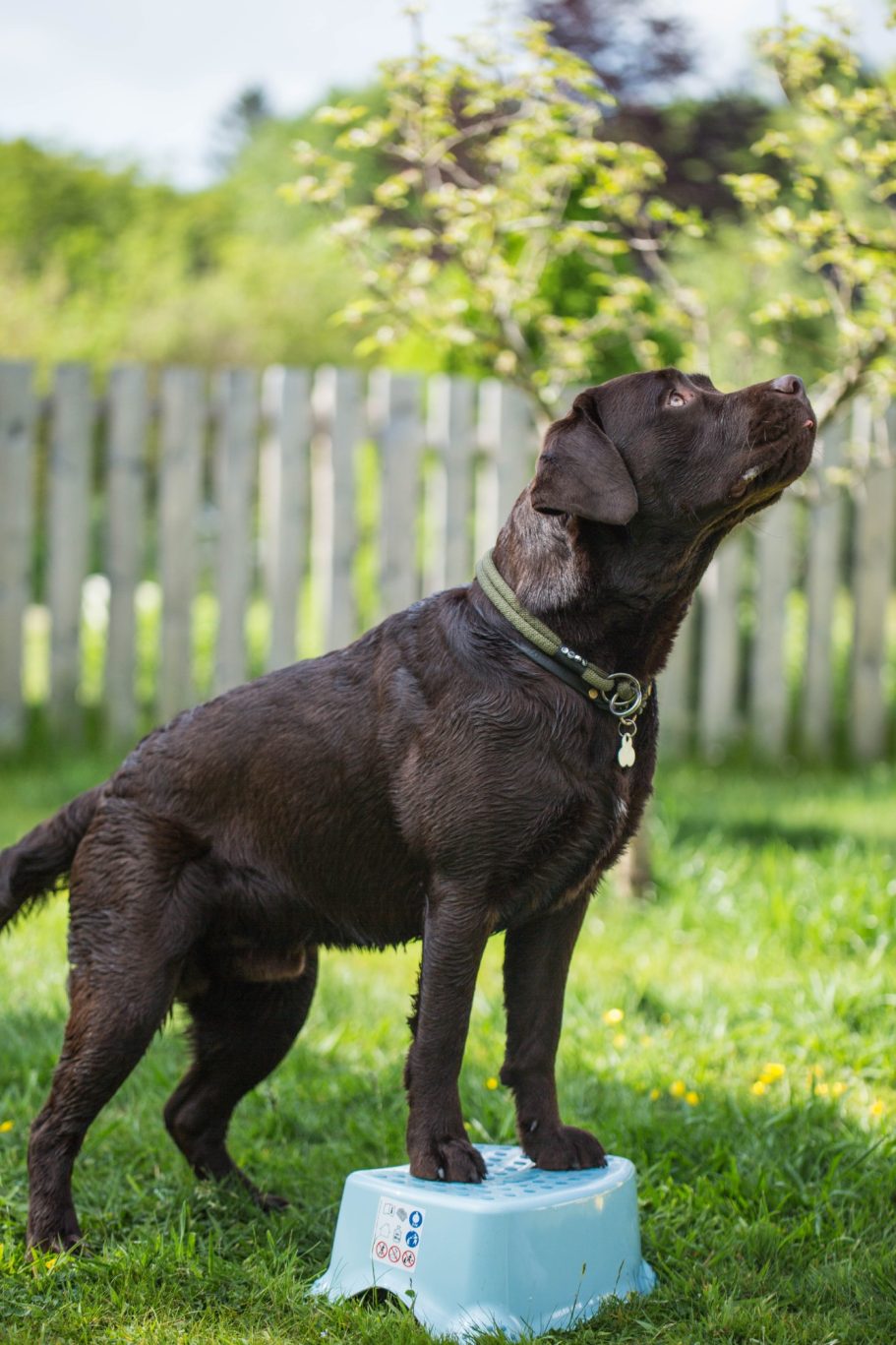 Therapieangebote Mobile Tierphysiotherapie Jillian Bone in Ostfriesland Therapieangebote Mobile Tierphysiotherapie Jillian Bone in Ostfriesland