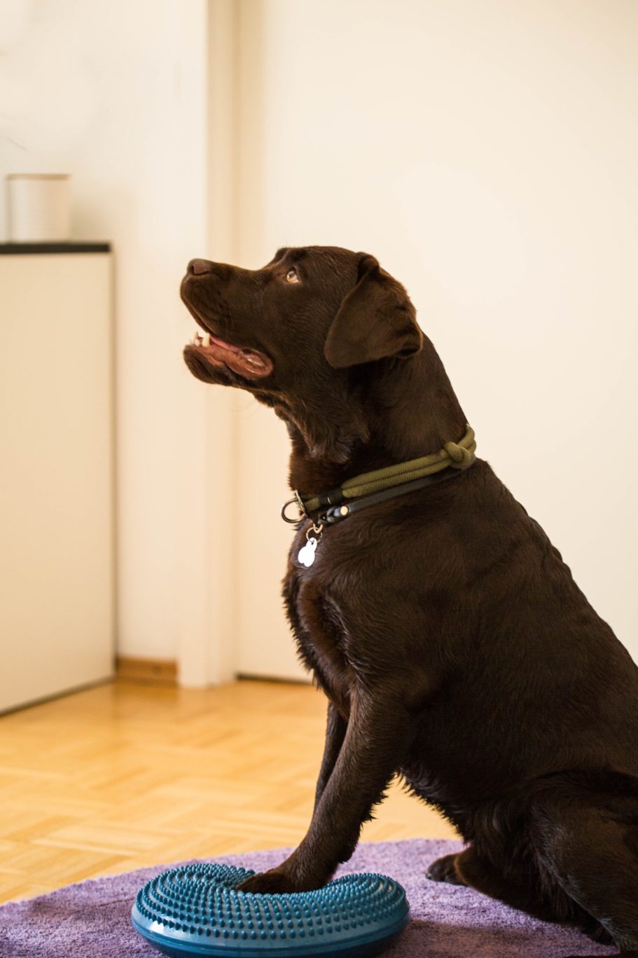 Therapieangebote Mobile Tierphysiotherapie Jillian Bone in Ostfriesland Therapieangebote Mobile Tierphysiotherapie Jillian Bone in Ostfriesland