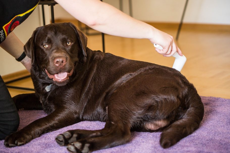 Therapieangebote Mobile Tierphysiotherapie Jillian Bone Therapieangebote Mobile Tierphysiotherapie Jillian Bone in Ostfriesland