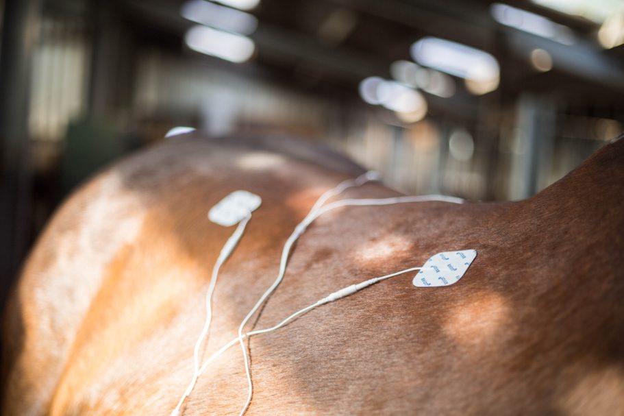 Therapieangebote Mobile Tierphysiotherapie Jillian Bone in Ostfriesland Therapieangebote Mobile Tierphysiotherapie Jillian Bone in Ostfriesland