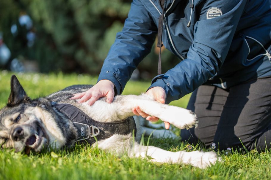 Manuelle Therapie Hund Mobile Tierphysiotherapie Jillian Bone Therapieangebote Mobile Tierphysiotherapie Jillian Bone in Ostfriesland
