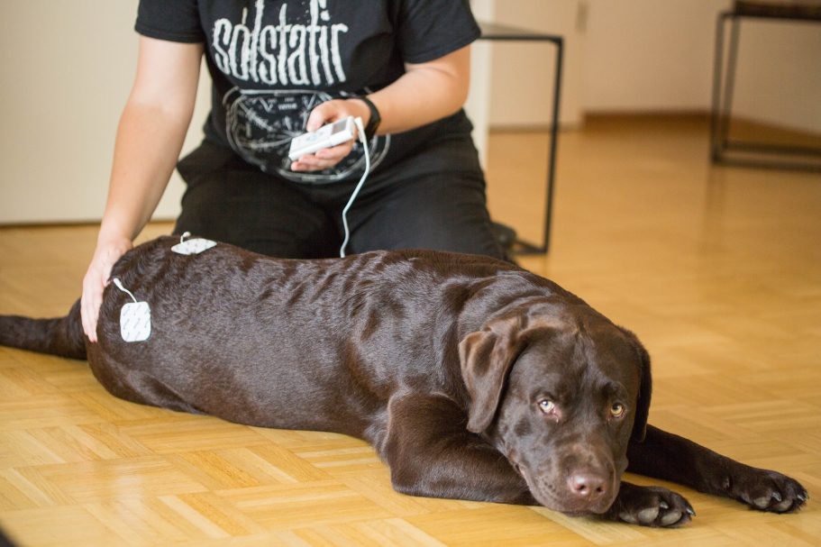 Therapieangebote Mobile Tierphysiotherapie Jillian Bone in Ostfriesland Therapieangebote Mobile Tierphysiotherapie Jillian Bone in Ostfriesland