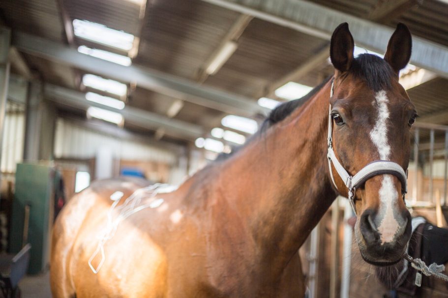 Therapieangebote Mobile Tierphysiotherapie Jillian Bone in Ostfriesland Therapieangebote Mobile Tierphysiotherapie Jillian Bone in Ostfriesland