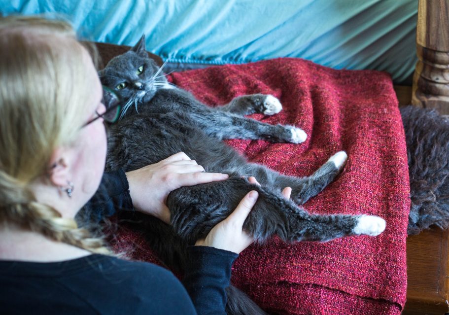 Manuelle Therapie Katze Mobile Tierphysiotherapie Jillian Bone Therapieangebote Mobile Tierphysiotherapie Jillian Bone in Ostfriesland