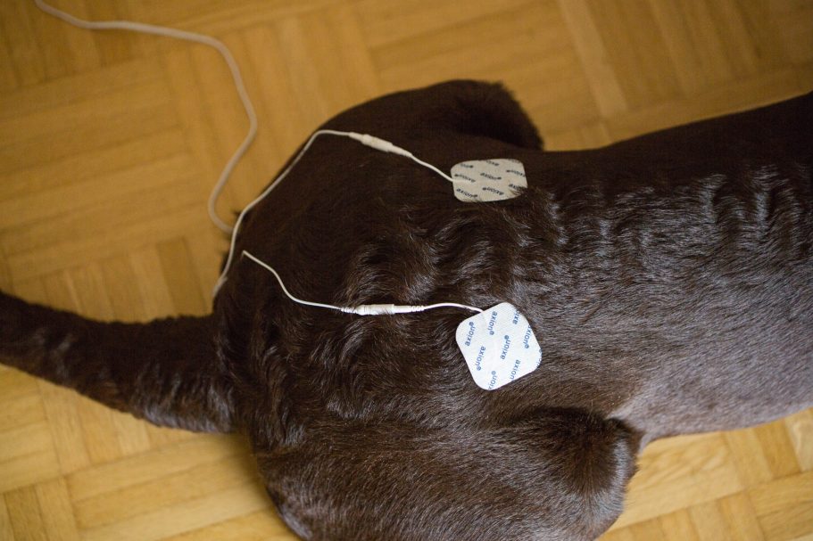 Therapieangebote Mobile Tierphysiotherapie Jillian Bone in Ostfriesland Therapieangebote Mobile Tierphysiotherapie Jillian Bone in Ostfriesland